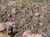 Orostachys spinosa