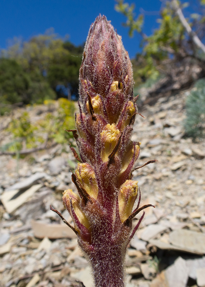 Изображение особи Orobanche laxissima.