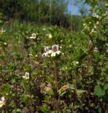 Euphrasia hyperborea. Верхушки цветущих побегов. Магаданская обл., окр. г. Магадан, низовья р. Магаданка, долинный ивняк, около дороги. 08.07.2016.