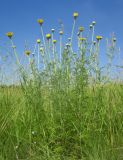 Anthemis tinctoria