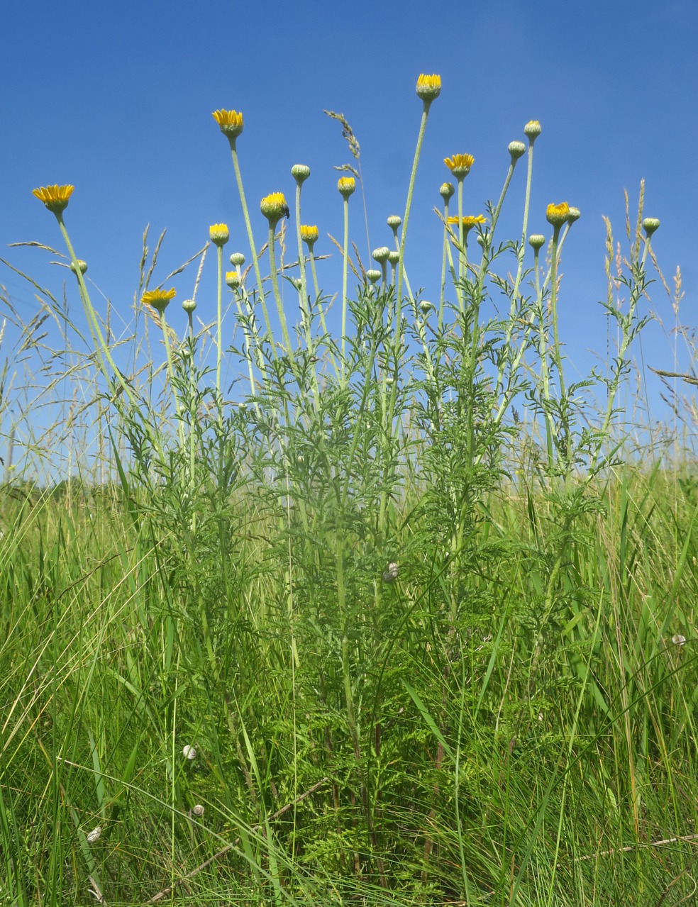 Image of Anthemis tinctoria specimen.