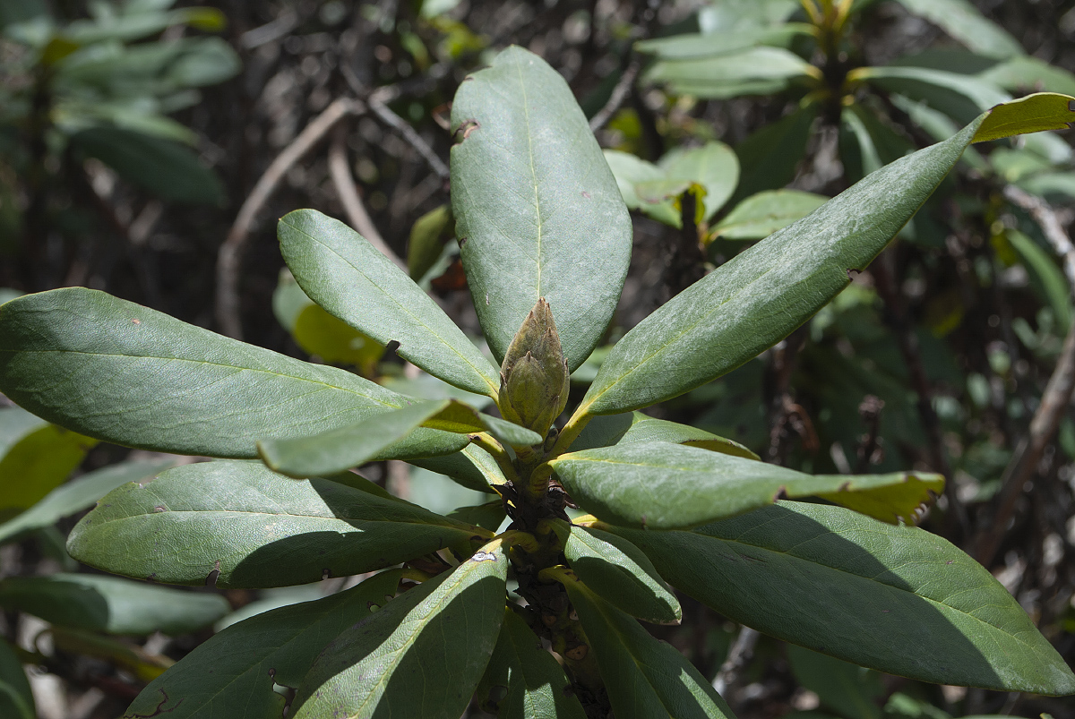 Изображение особи Rhododendron caucasicum.