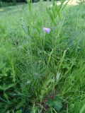 Knautia arvensis