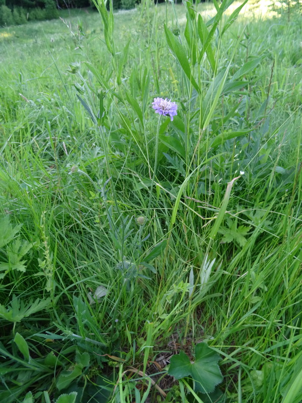 Изображение особи Knautia arvensis.