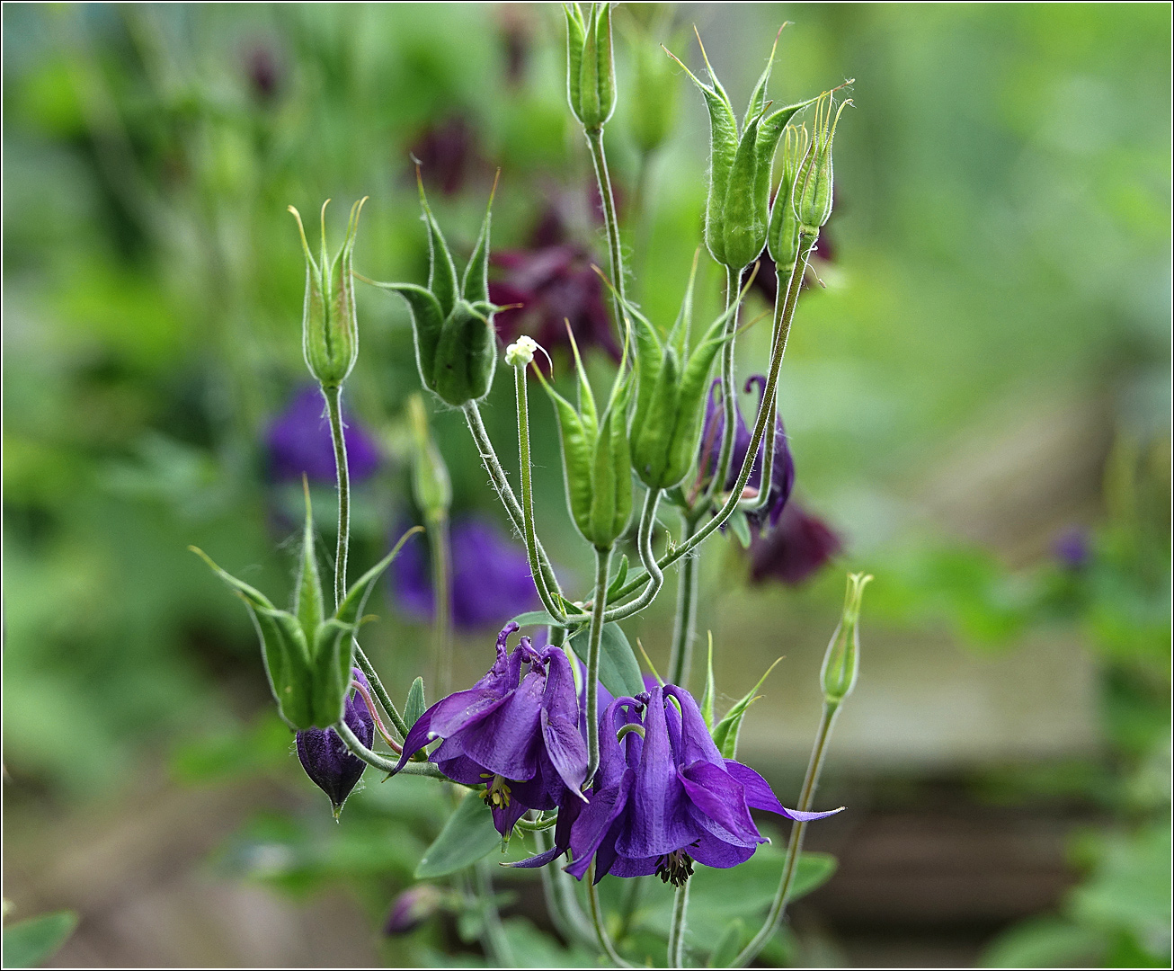 Image of Aquilegia vulgaris specimen.