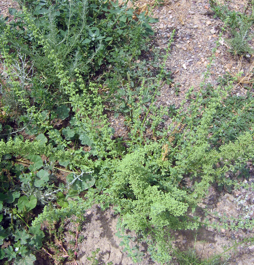 Image of Dysphania botrys specimen.