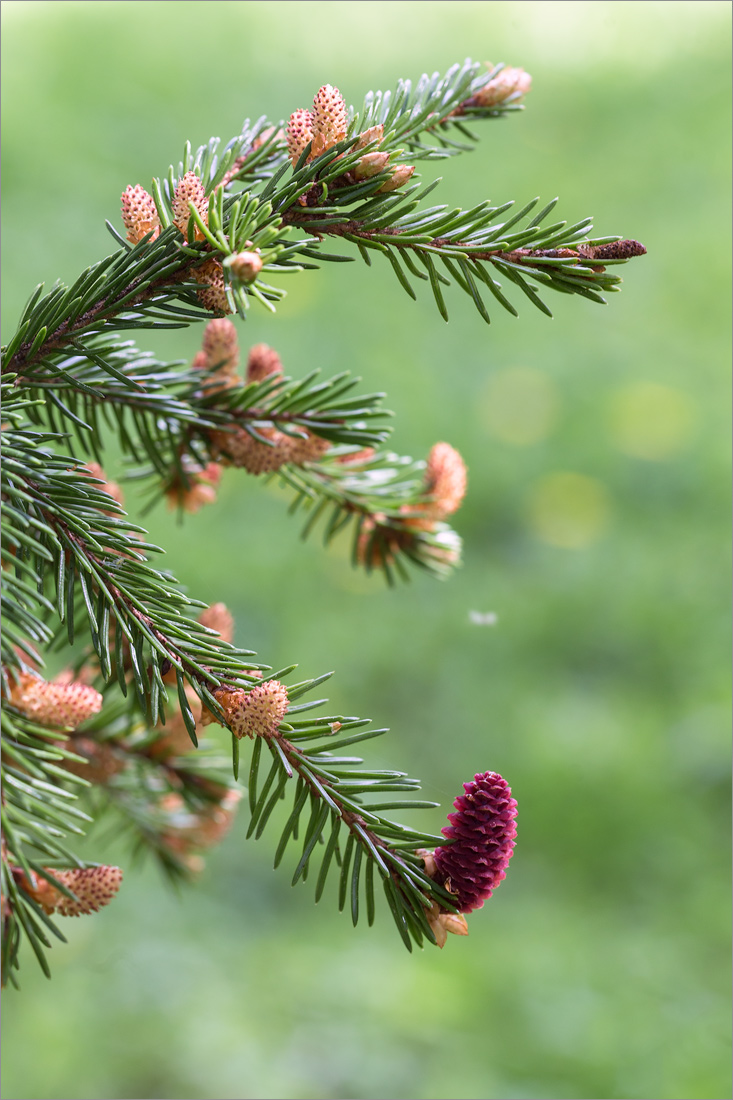 Изображение особи Picea abies.