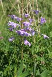 Campanula patula