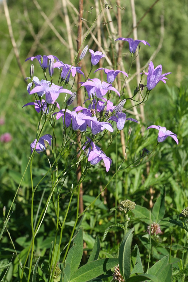 Изображение особи Campanula patula.