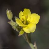 Diplotaxis tenuifolia