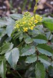 Mahonia aquifolium