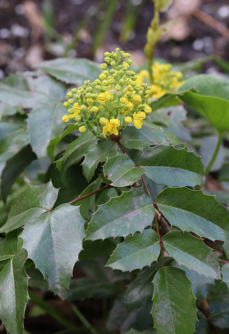 Изображение особи Mahonia aquifolium.