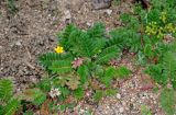 Potentilla anserina. Цветущее растение (рядом растут Trifolium repens и другой вид Potentilla). Алтайский край, Змеиногорский р-н, восточный берег оз. Колыванское, песчаный пляж. 28.06.2021.