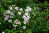 Spiraea flexuosa. Верхушки ветвей с соцветиями. Красноярский край, Берёзовский р-н, долина р. Мана, опушка смешанного леса. 06.06.2022.