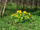 Trollius sibiricus. Цветущее растение. Иркутская обл., Слюдянский р-н, окр. пос. Култук, лесная поляна. 04.06.2022.