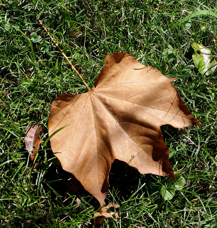 Image of Firmiana simplex specimen.