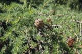 Larix &times; polonica