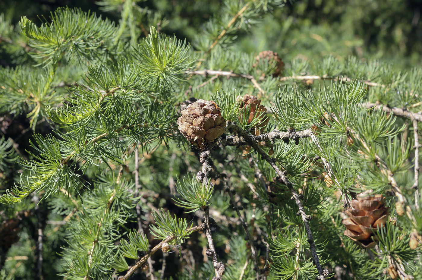 Изображение особи Larix &times; polonica.