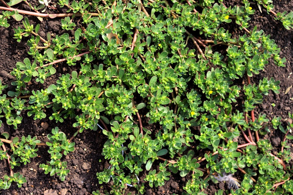 Изображение особи Portulaca oleracea.