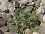 Geranium columbinum