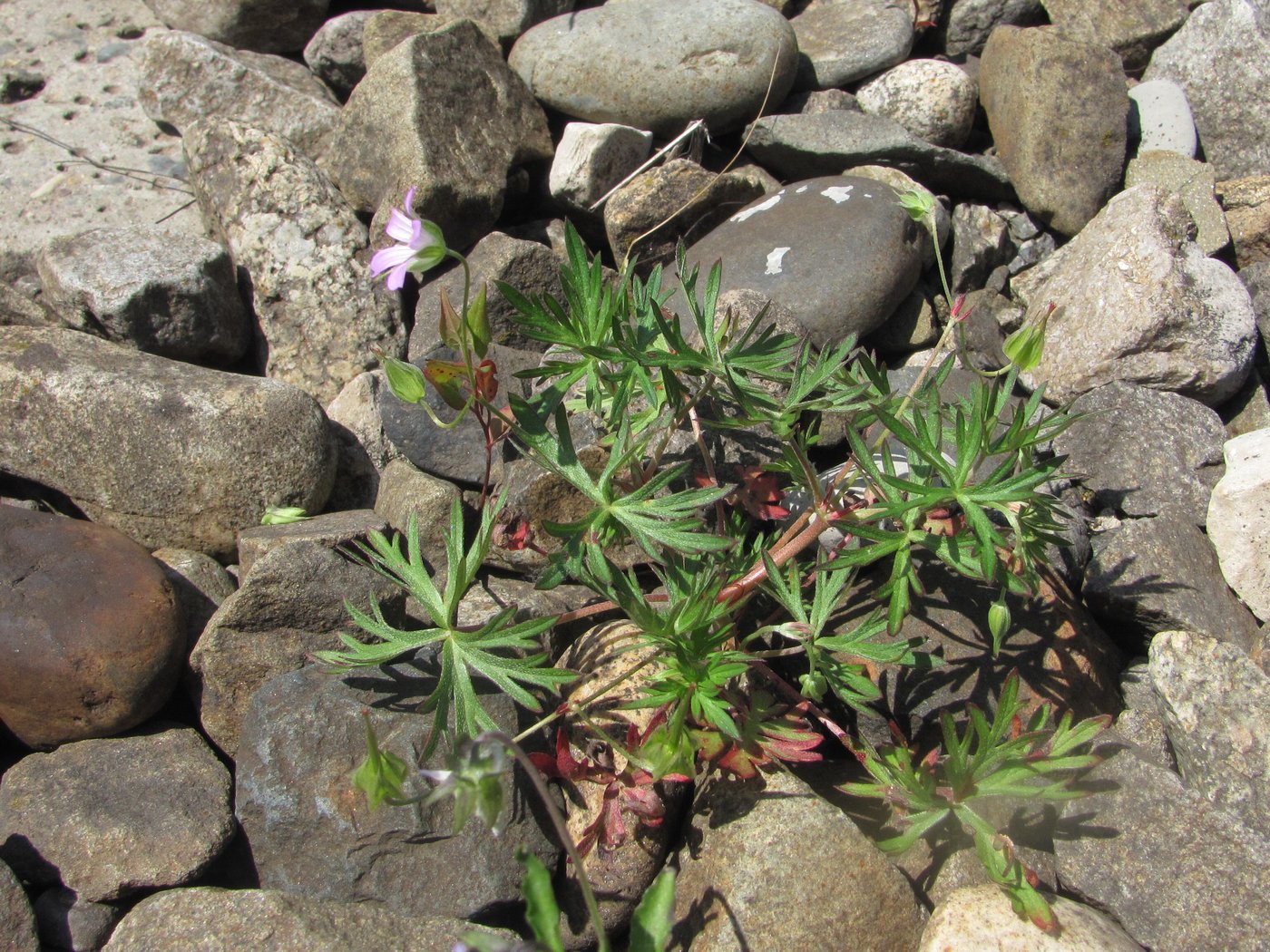 Image of Geranium columbinum specimen.