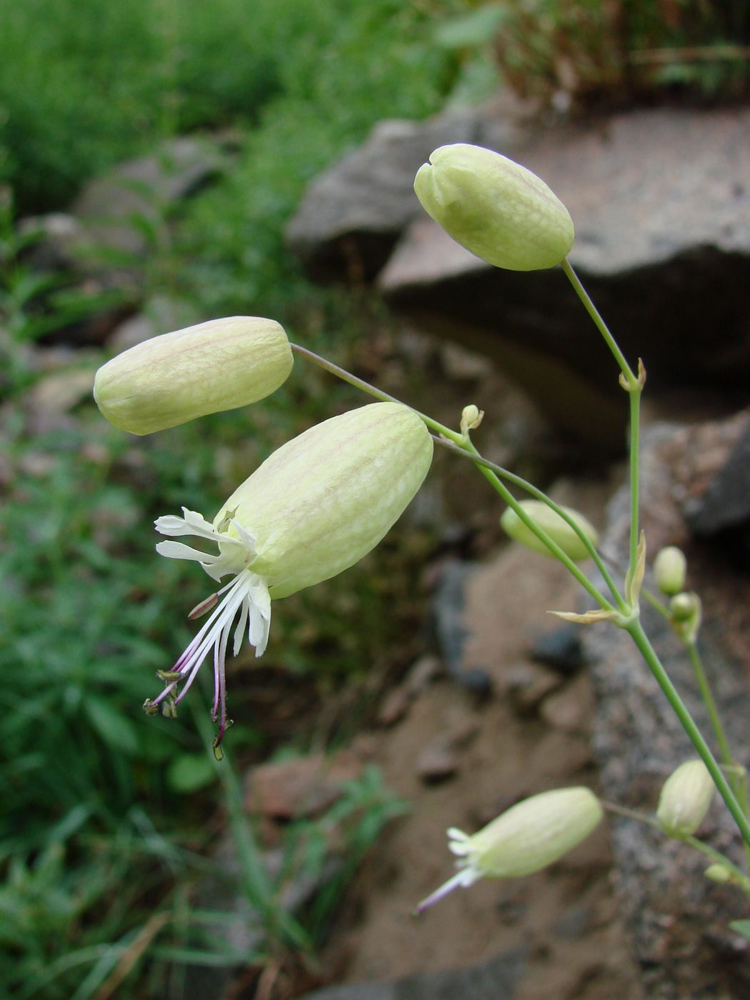 Image of Oberna behen specimen.