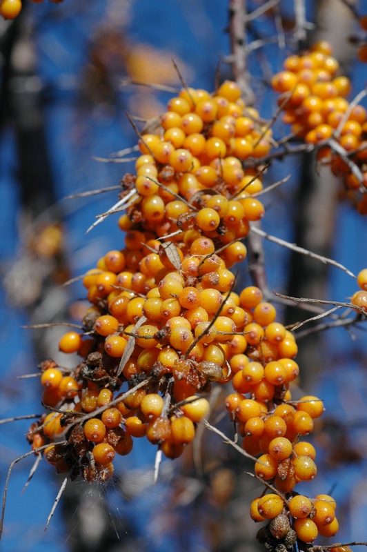 Image of Hippophae rhamnoides specimen.