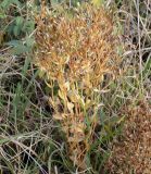 Centaurium подвид turcicum