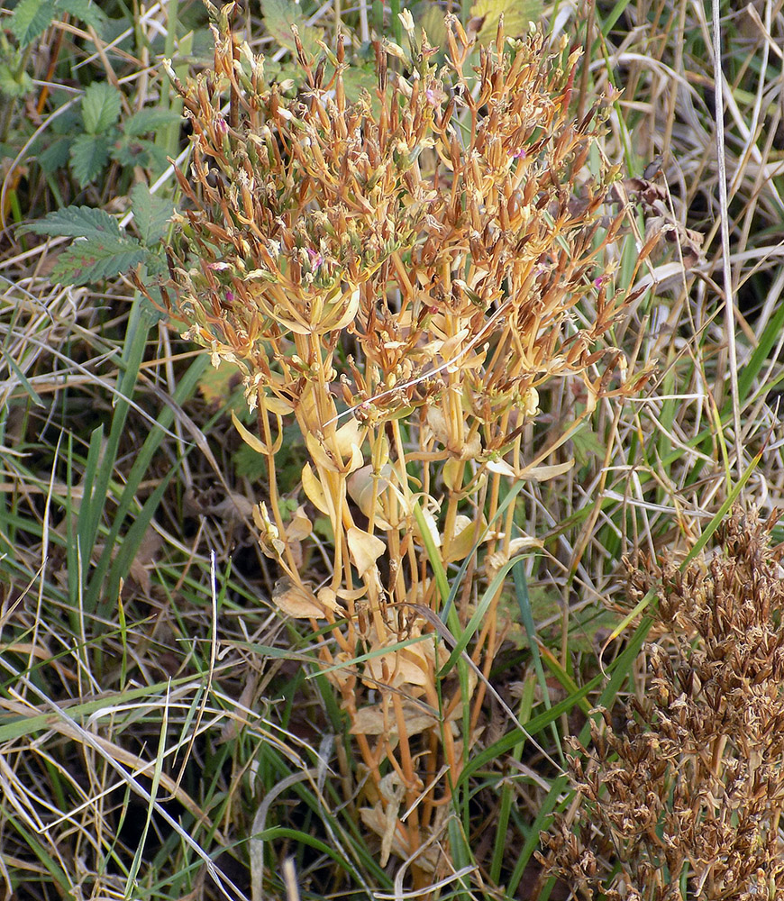 Image of Centaurium erythraea ssp. turcicum specimen.