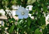 Hibiscus syriacus. Верхушка ветви с цветком. Дагестан, г. Каспийск, в культуре. 31.07.2022.