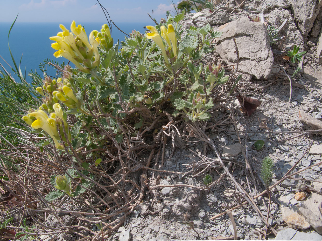 Image of Scutellaria novorossica specimen.