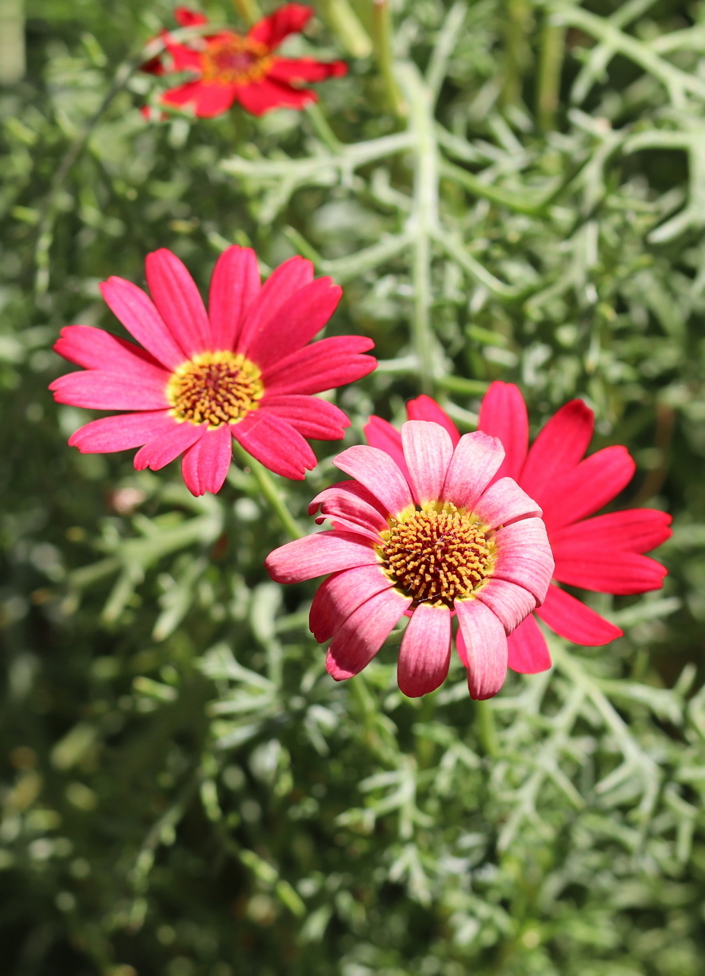 Image of Argyranthemum frutescens specimen.