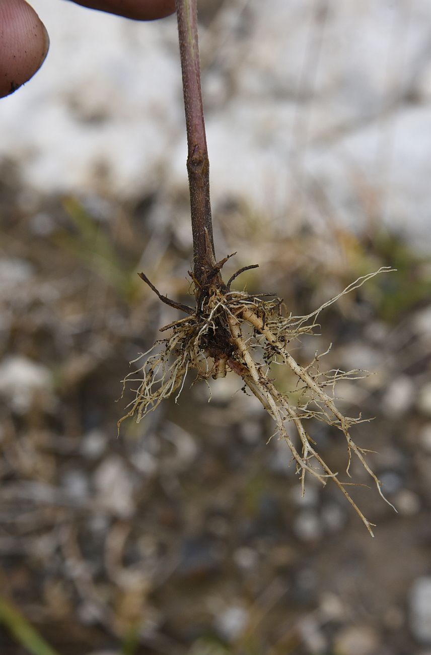 Image of Campanula rapunculoides specimen.