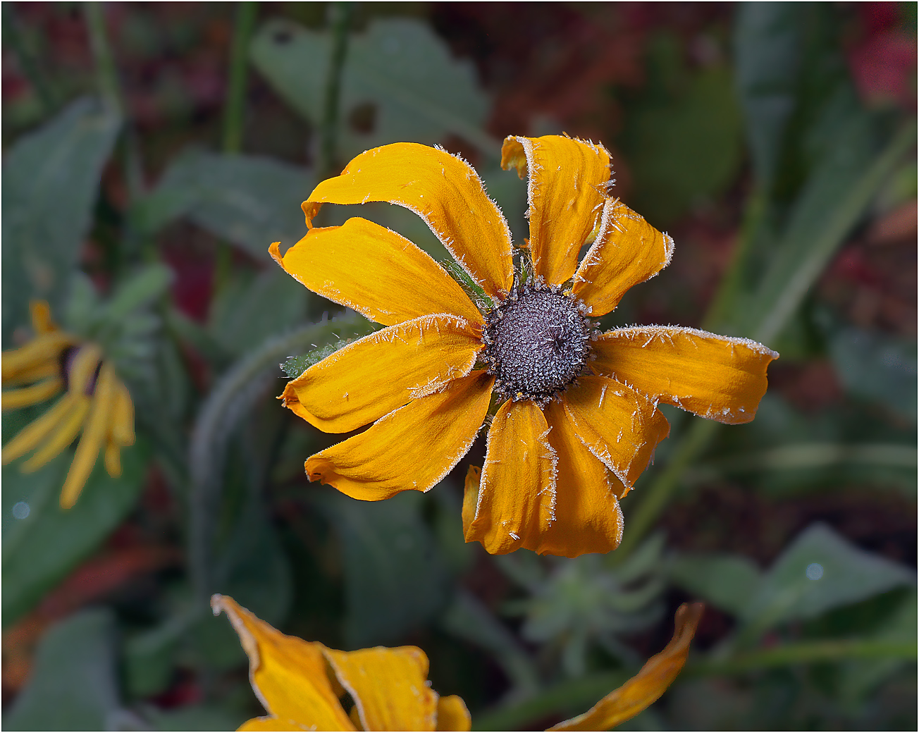 Изображение особи Rudbeckia hirta.