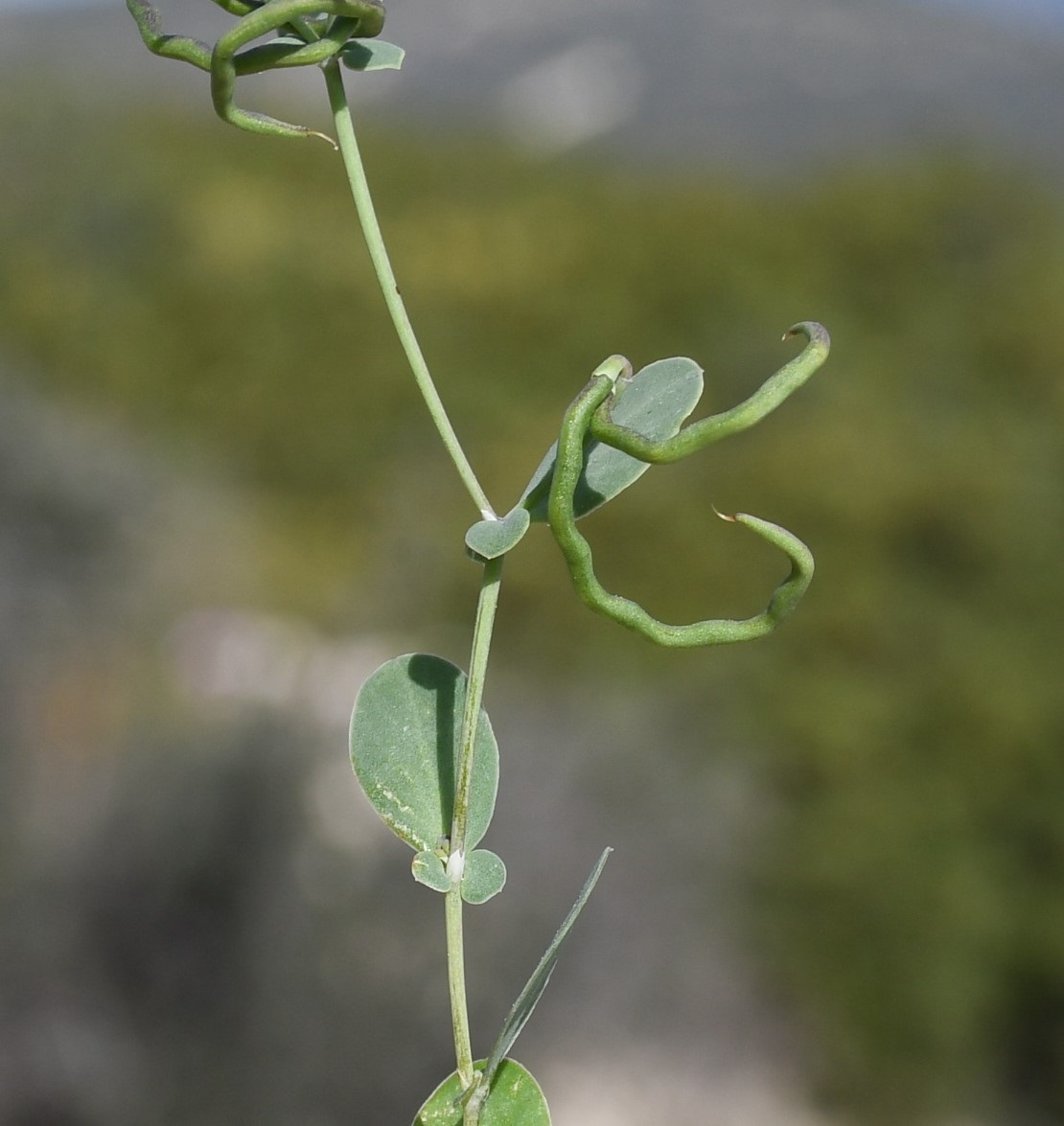 Изображение особи Coronilla scorpioides.