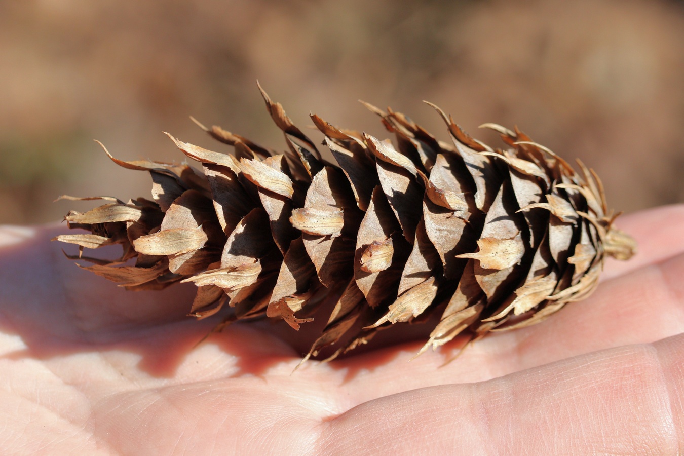 Изображение особи Pseudotsuga menziesii.