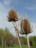 Dipsacus laciniatus