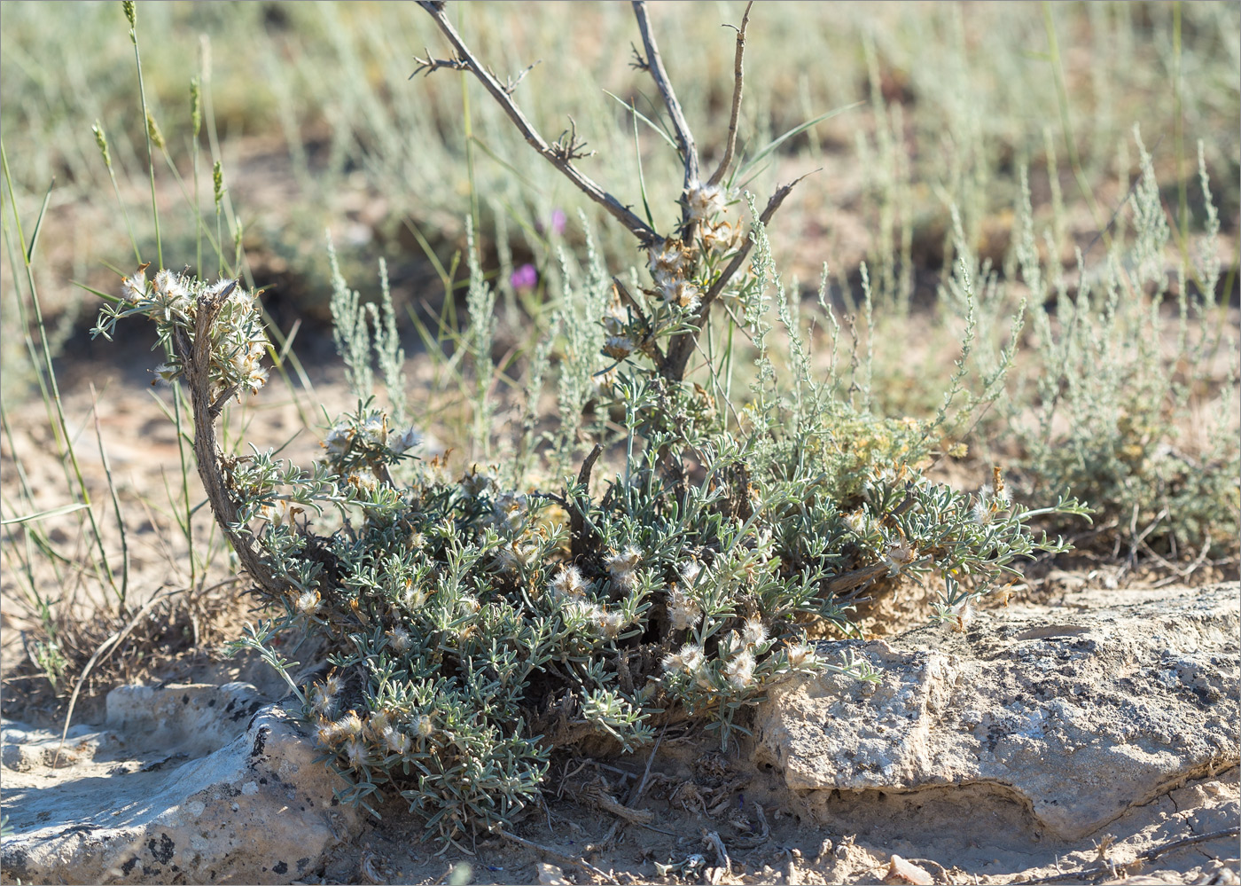 Image of Astragalus turcomanicus specimen.