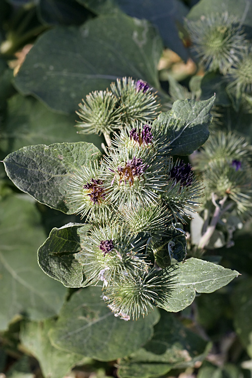 Изображение особи Arctium leiospermum.