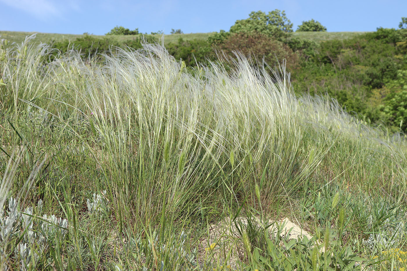 Image of Stipa lessingiana specimen.