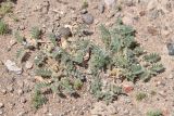 Astragalus tribuloides. Цветущее и плодоносящее растение. Таджикистан, Согдийская обл., горы Окбель, щебнисто-лёссовый склон. 7 мая 2023 г.