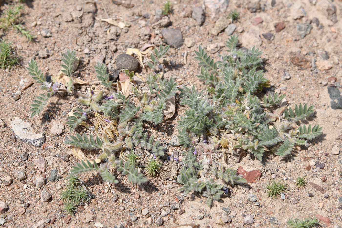 Изображение особи Astragalus tribuloides.