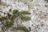 Ceratophyllum demersum