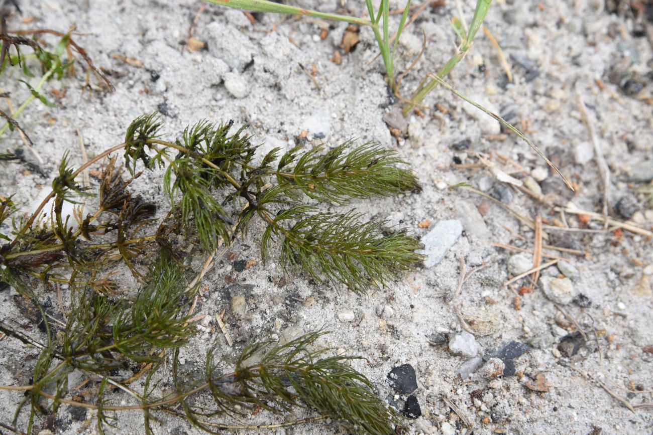 Изображение особи род Ceratophyllum.