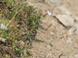 Dianthus cretaceus