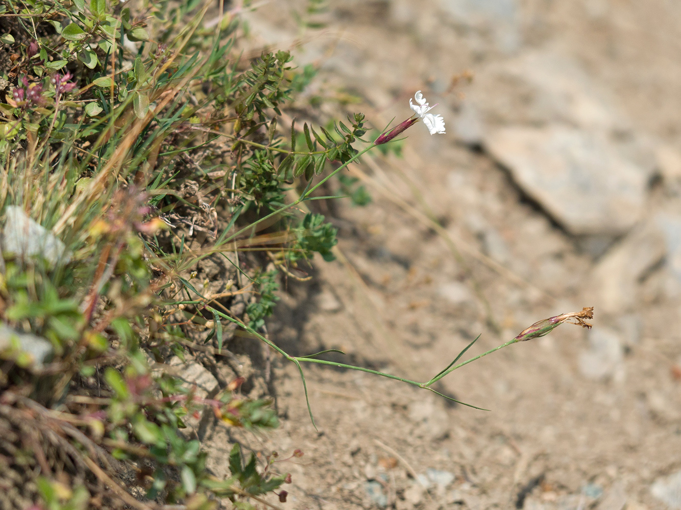 Image of Dianthus cretaceus specimen.