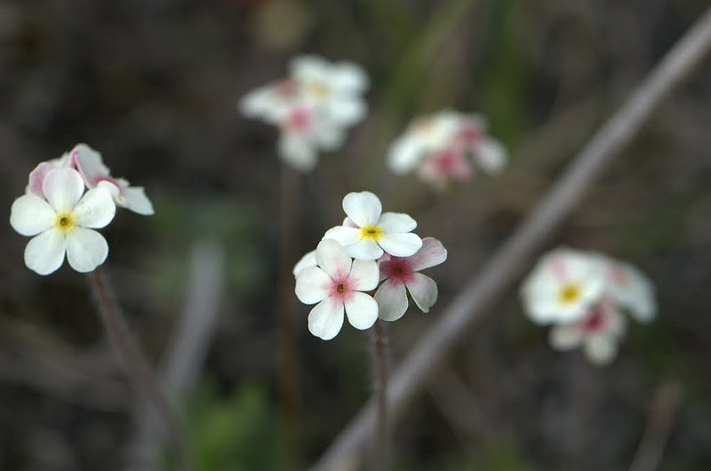 Image of Androsace capitata specimen.