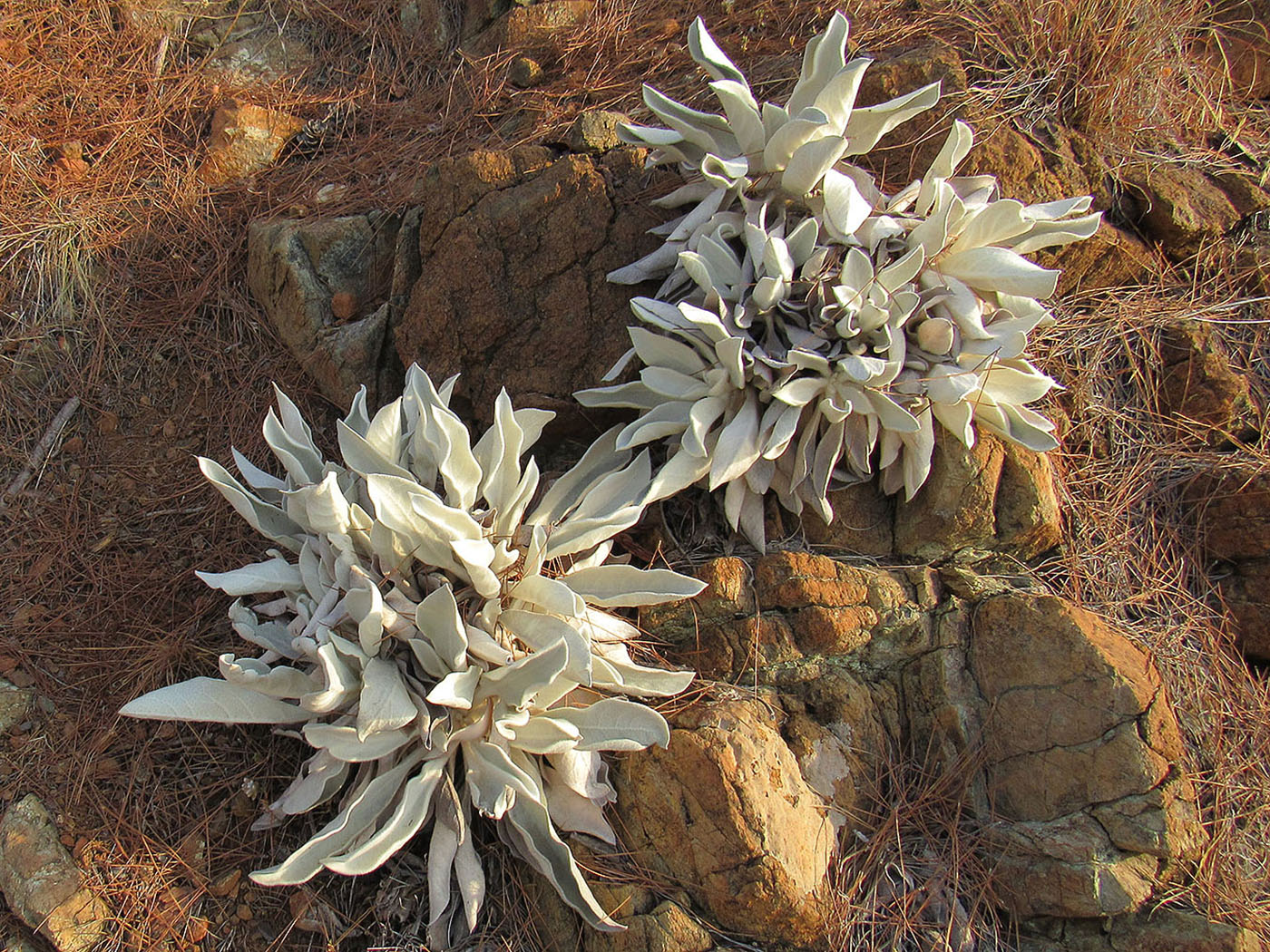 Image of genus Verbascum specimen.