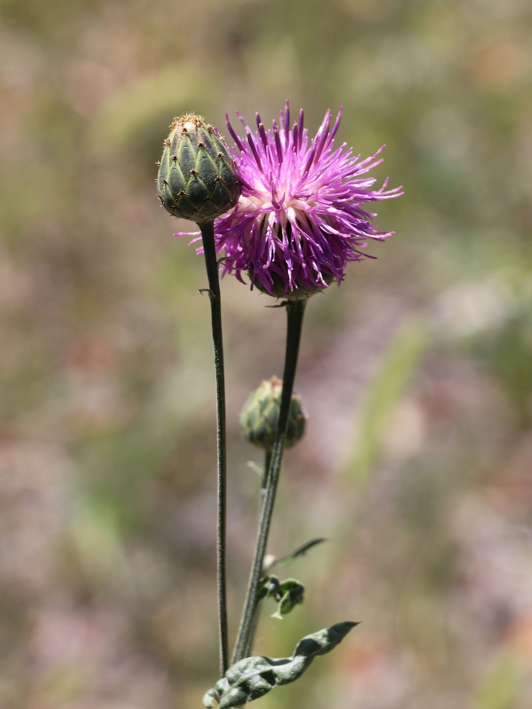 Изображение особи Centaurea adpressa.