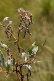 Salix pantosericea. Верхушка ветви с соподиями. Кабардино-Балкария, Эльбрусский р-н, оз. Донгуз-Орун, ≈ 2500 м н.у.м., сырой пойменный луг. 23.08.2023.